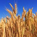 The desire of the sower