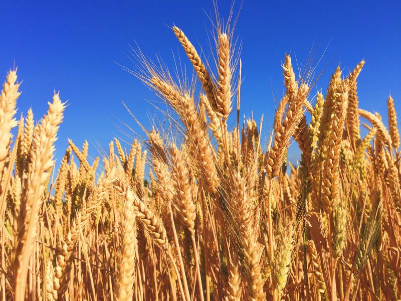 Featured image of post The desire of the sower